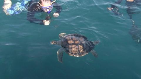 Tartaruga na água ao lado de mergulhadores. #Paratodosverem