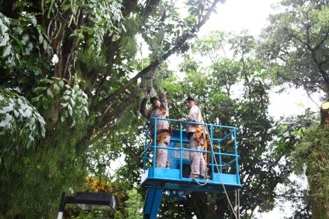 dois operários atuam em árvore içados por cesta de caminhão #pracegover 