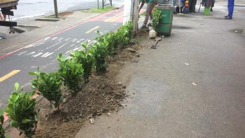 mudas plantadas ao largo de ciclovia #pracegover