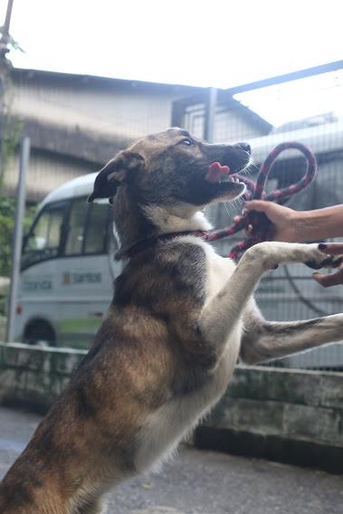 cachorro para adoção na codevida #paratodosverem