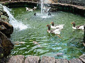 Lagoa com patos e outras aves nadando. #Pracegover