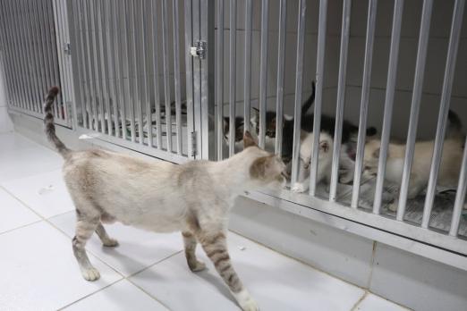 gatos em abrigo da codevida #paratodosverem 
