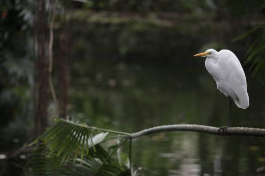 garça descansa ao lado de rio #paratodosverem