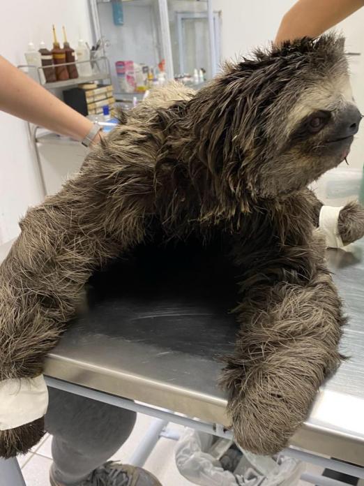 o animal está em uma mesa de hospital veterinário. #paratodosverem