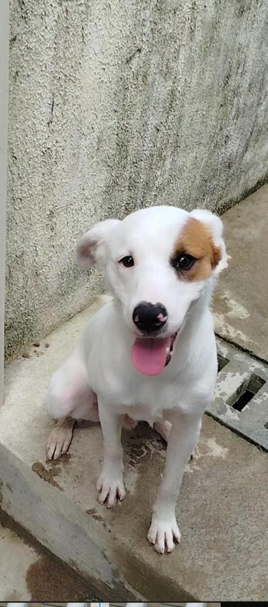 foto de cachorro #paratodosverem 