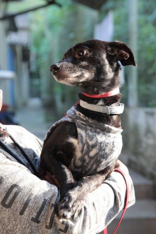 close de cachorro nos braços de uma pessoa de quem não se vê o rosto. #paratodosverem