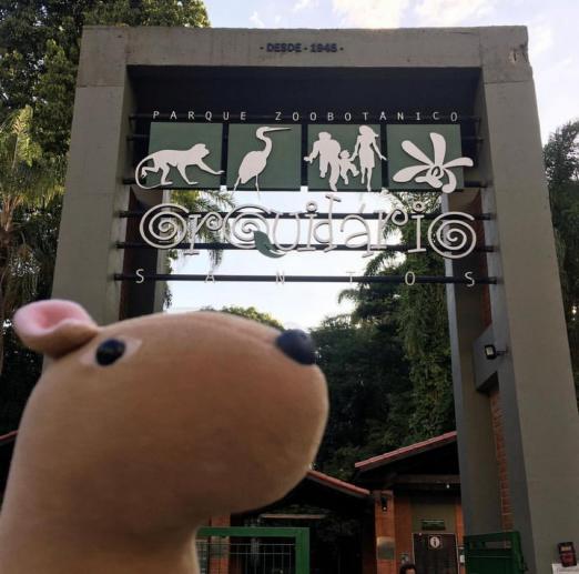 cutia de pelúcia está em primeiro plano na frente do orquidário. #paratodosverem