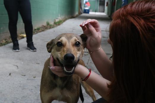 mulher faz carinho em cachorro #paratodosverem