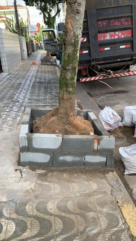 raiz de árvore recém-cortada, com o troncao. Ao lado, há sacos evidenciando uma obra nas laterais do vegetal. #paratodosverem