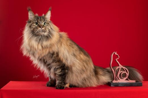 gato ao lado de troféu #paratodosverem 