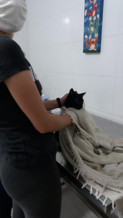 Gato sendo cuidado por profissional #paratodosverem