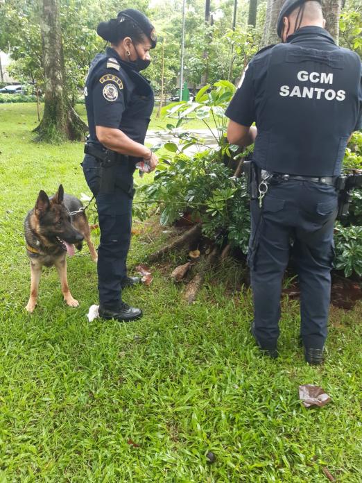 guardas com cachorro procuram drogas em arbusto #paratodosverem