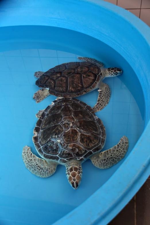 Duas tartarugas em tanque. #paratodosverem