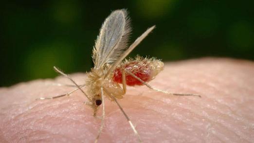 Mosquito posando na pele de uma pessoa. #paratodosverem
