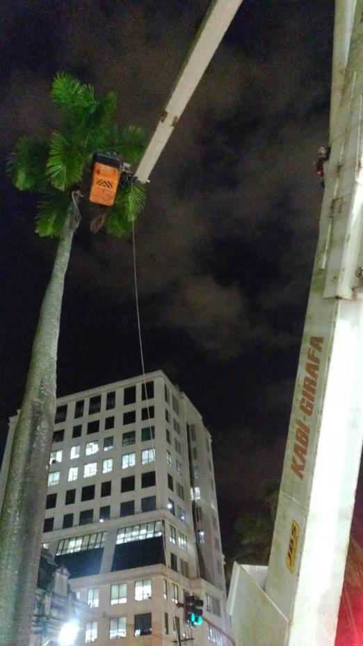 palmeira em primeiro plano com cesto de caminhão na copa. A palmeira é bem alta. Ao fundo, há um prédio com cerca ou mais de 10 andares. #paratodosverem