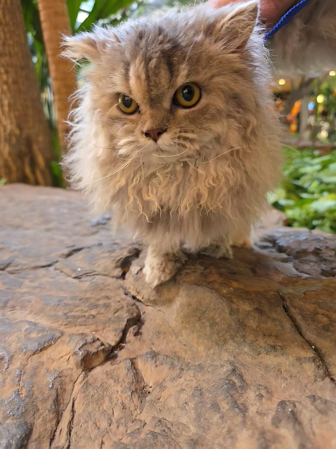 gato peludo de frente para a foto. #paratodosverem