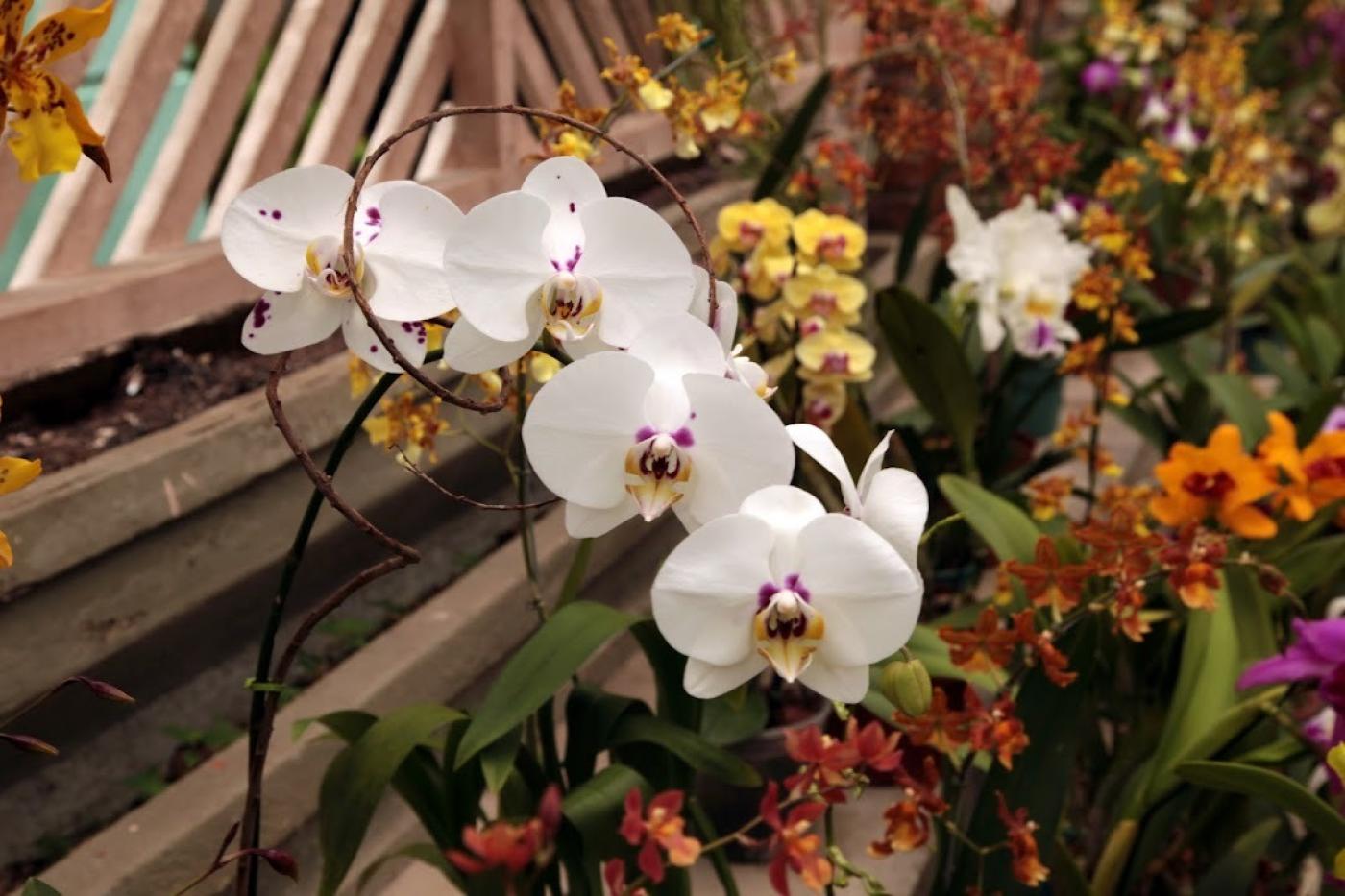 orquídeas em exposição 