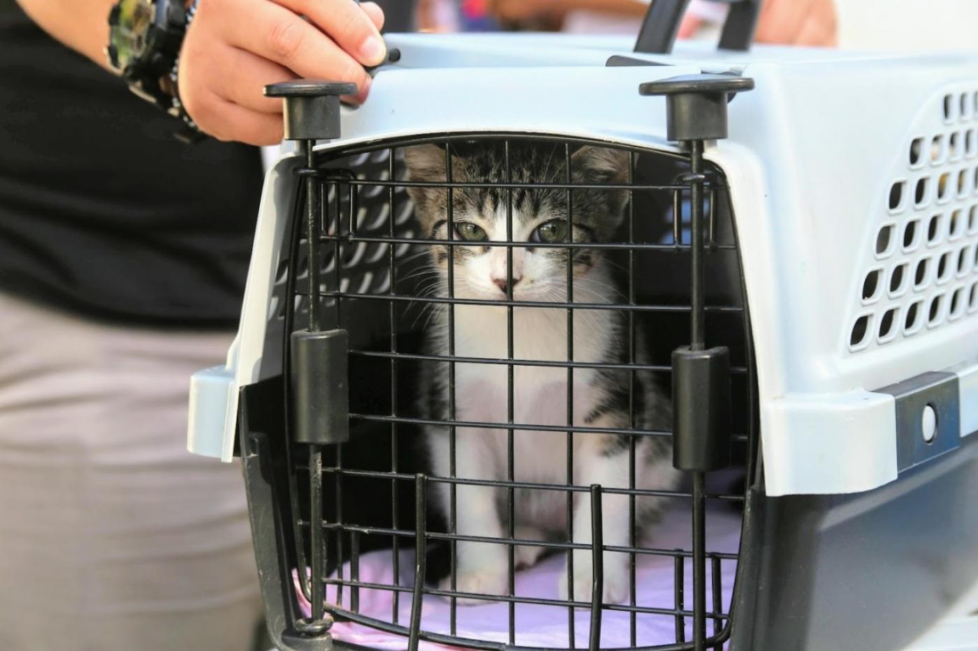 Gato dentro de uma caixa com uma mão segurando. #paratodosverem