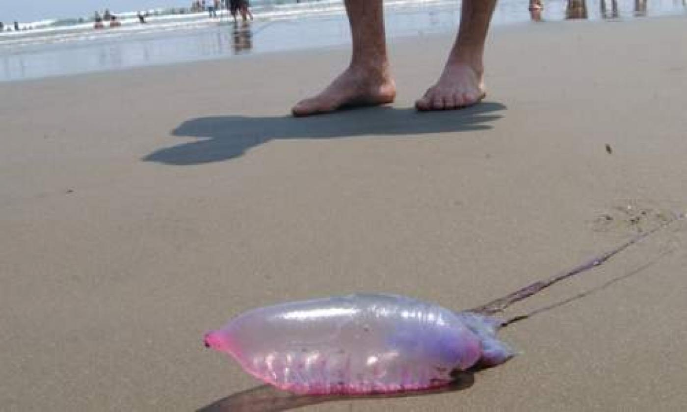 Caravela em primeiro plano. Ao fundo, os pés de uma pessoa sobre a areia. #Pracegover