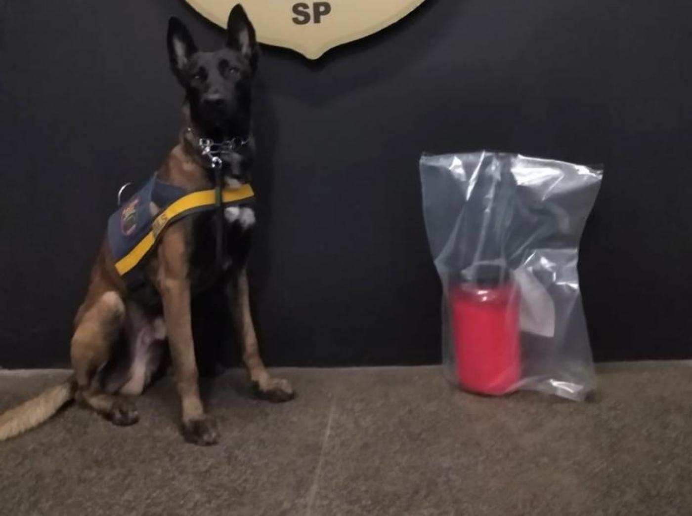 o cão hórus está sentado, com uniforme da guarda, ao lado de pacote com drogas. #paratodosverem