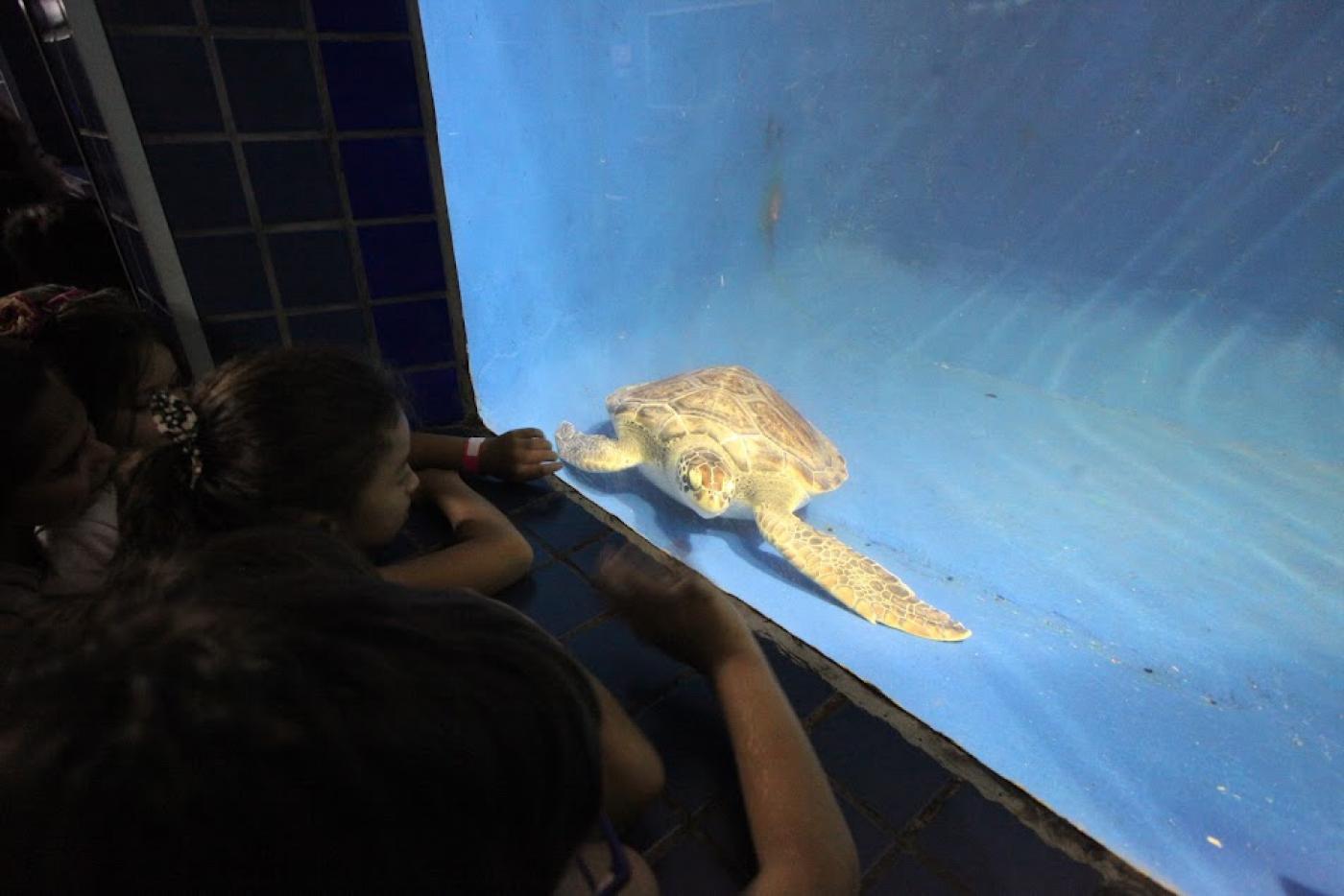 crianças estão diante de tanque do aquário vendo tartaruga nadar. #paratodosverem