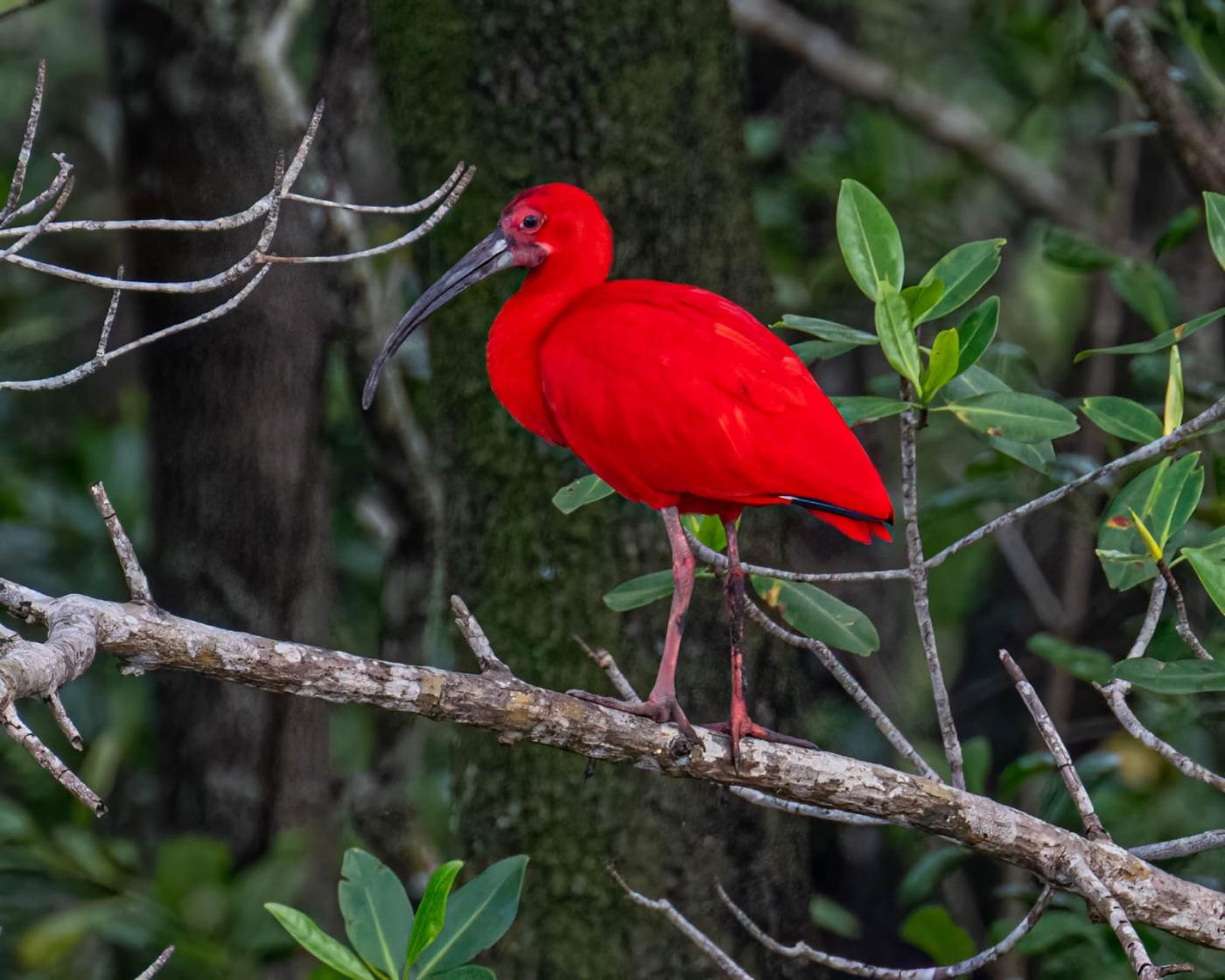 Pássaro no manguezal. #Paratodosverem.