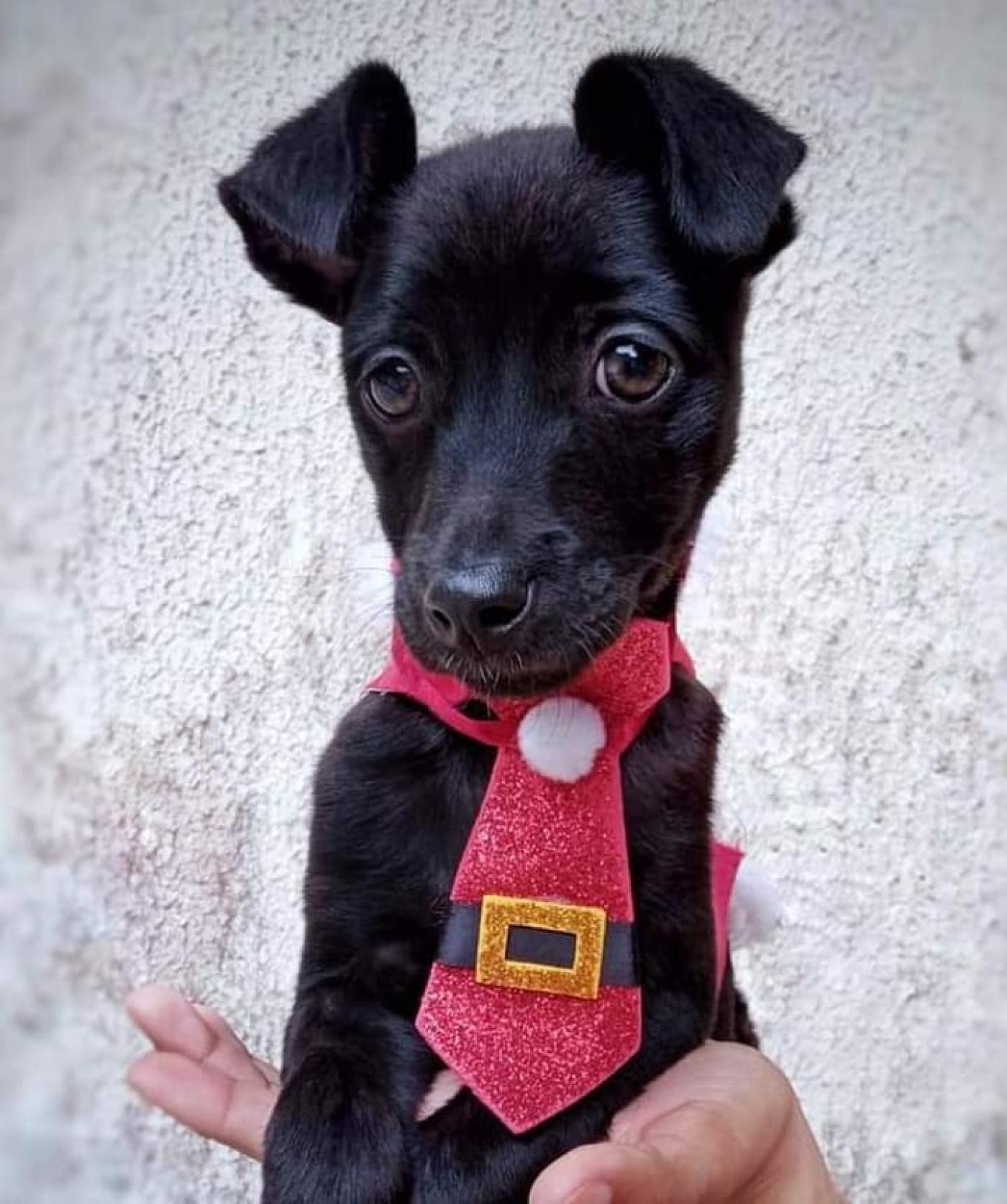 pequeno cão usando gravata posa para foto. #paratodosverem