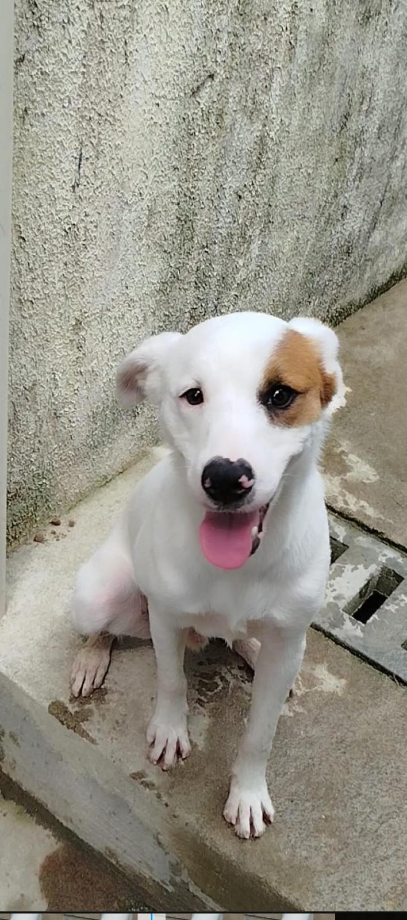 foto de cachorro #paratodosverem 