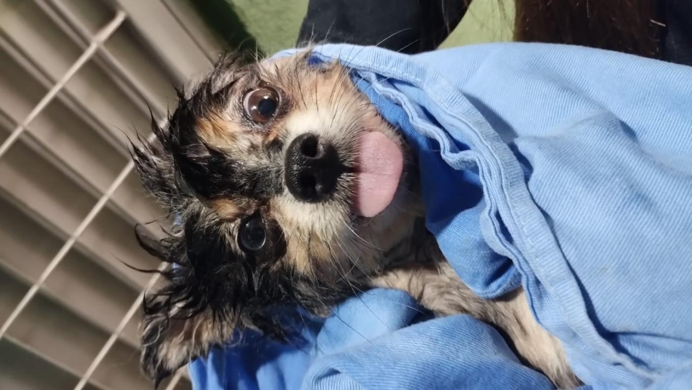 cachorro é envolvido em lençol #paratodosverem