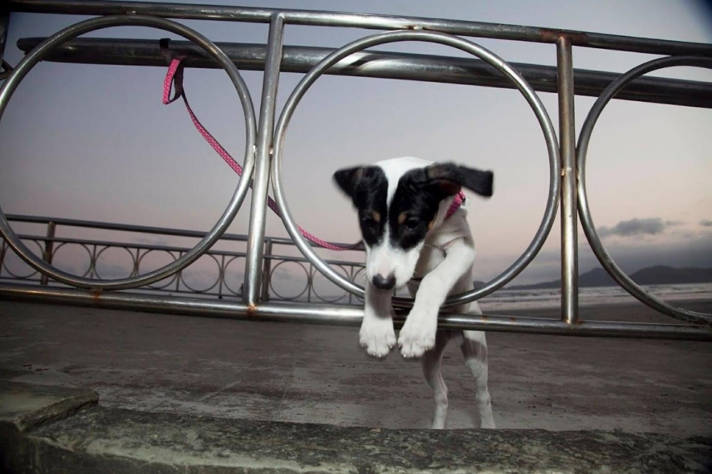 Cachorro debruçado em gradil com areia e mar ao fundo #paratodosverem