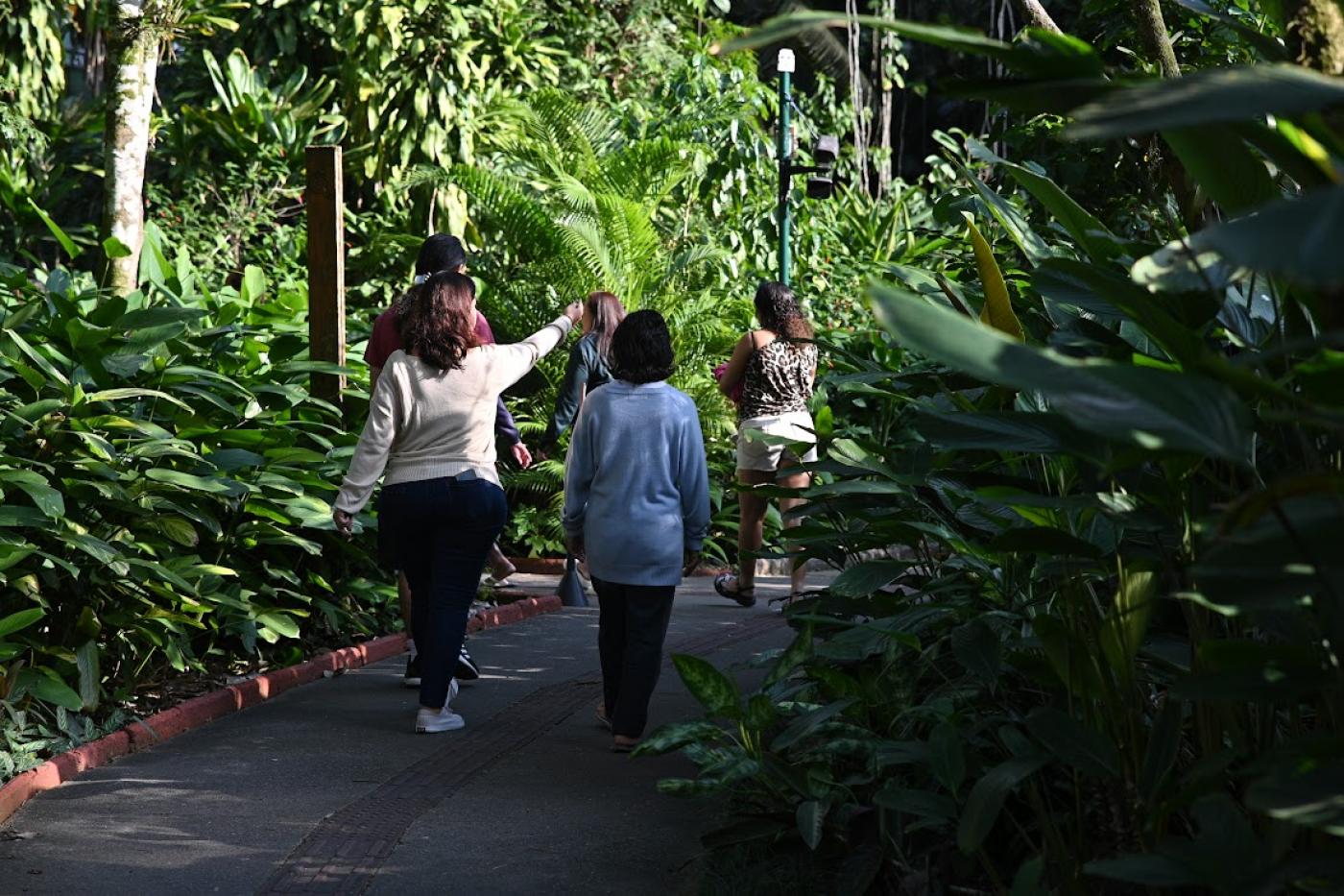 pacientes andando no orquidário #paratodosverem 
