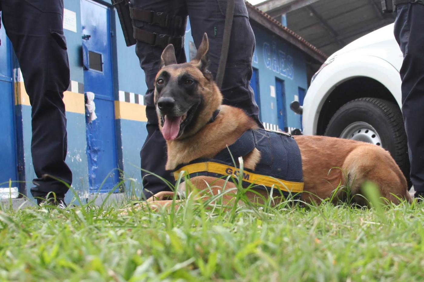 argos está sentado na grama usando uniforme. #paratodosverem
