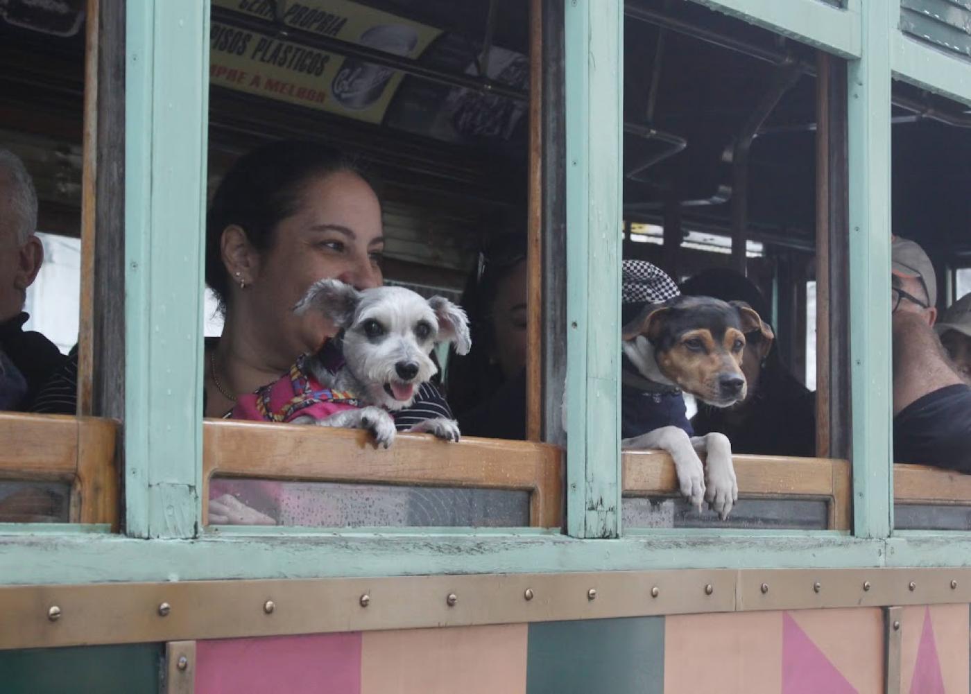 Las mascotas invaden el tranvía de Santos en el Día Mundial de los Animales
