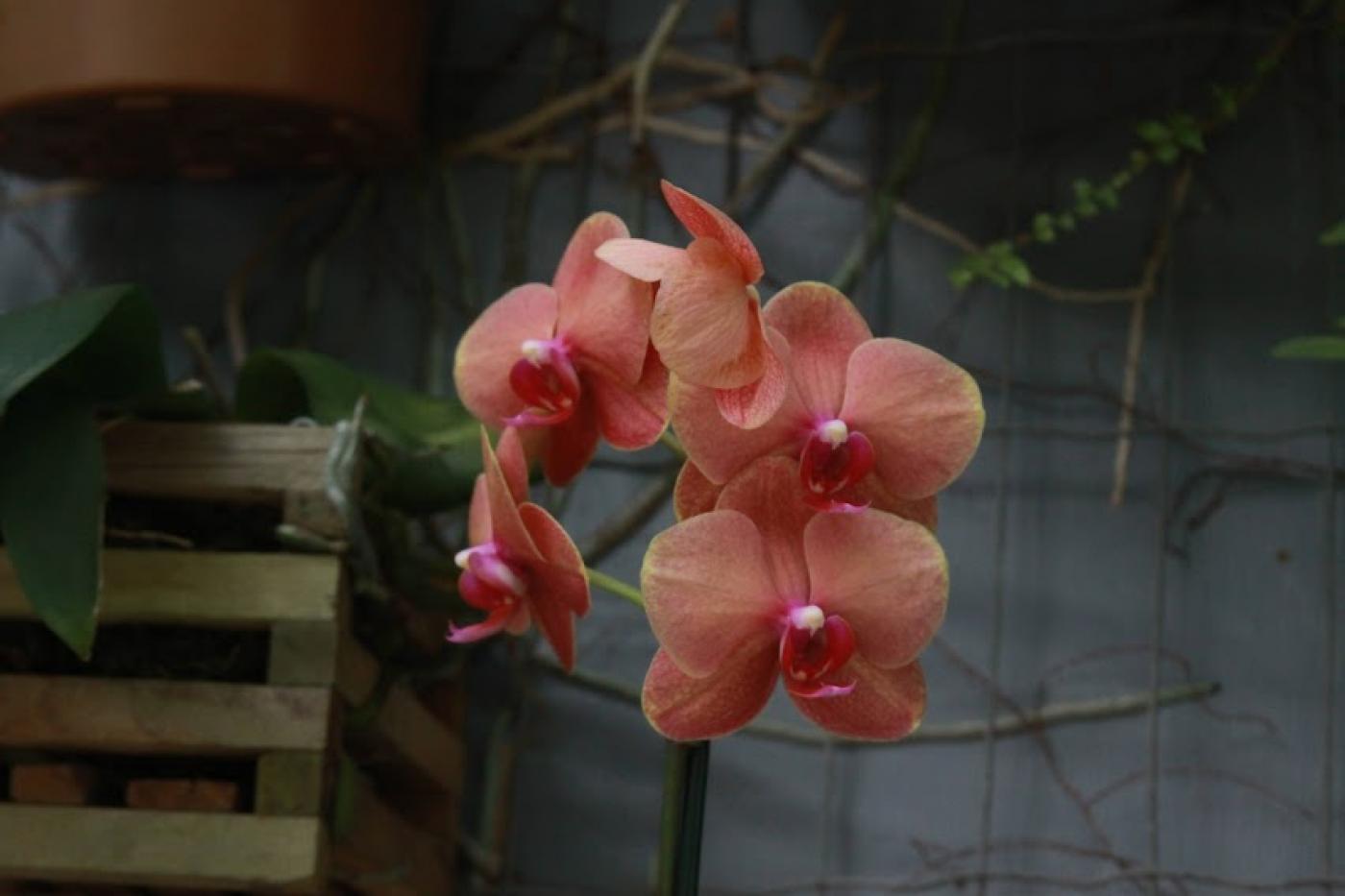 close de orquídea em flor em um vaso de ripas de madeira. #paratodosverem