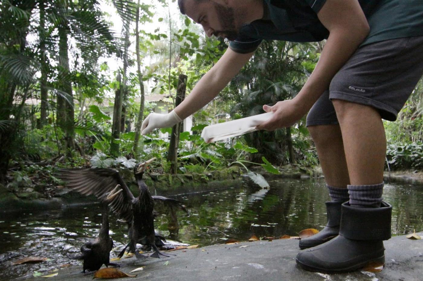 homem entrega comida para aves no lago #paratodosverem