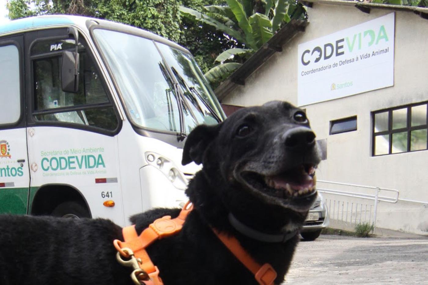cão está em primeiro plano à frente de uma van e de um prédio em cuja fachada se lê Codevida. #paratodosverem