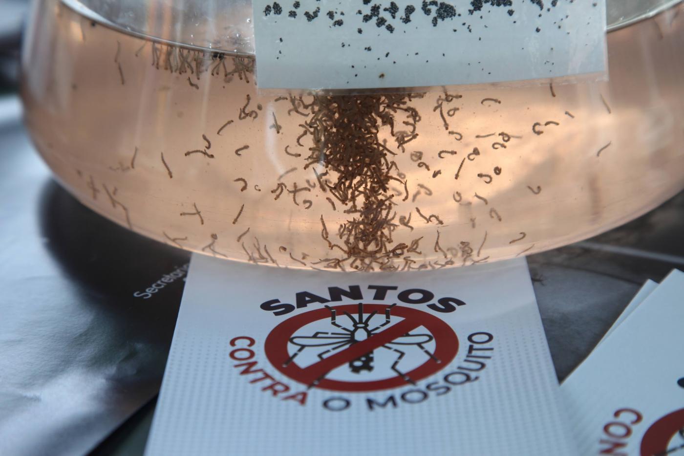 vidro com líquido e inúmeras larvas. Folheto de orientação. #paratodosverem
