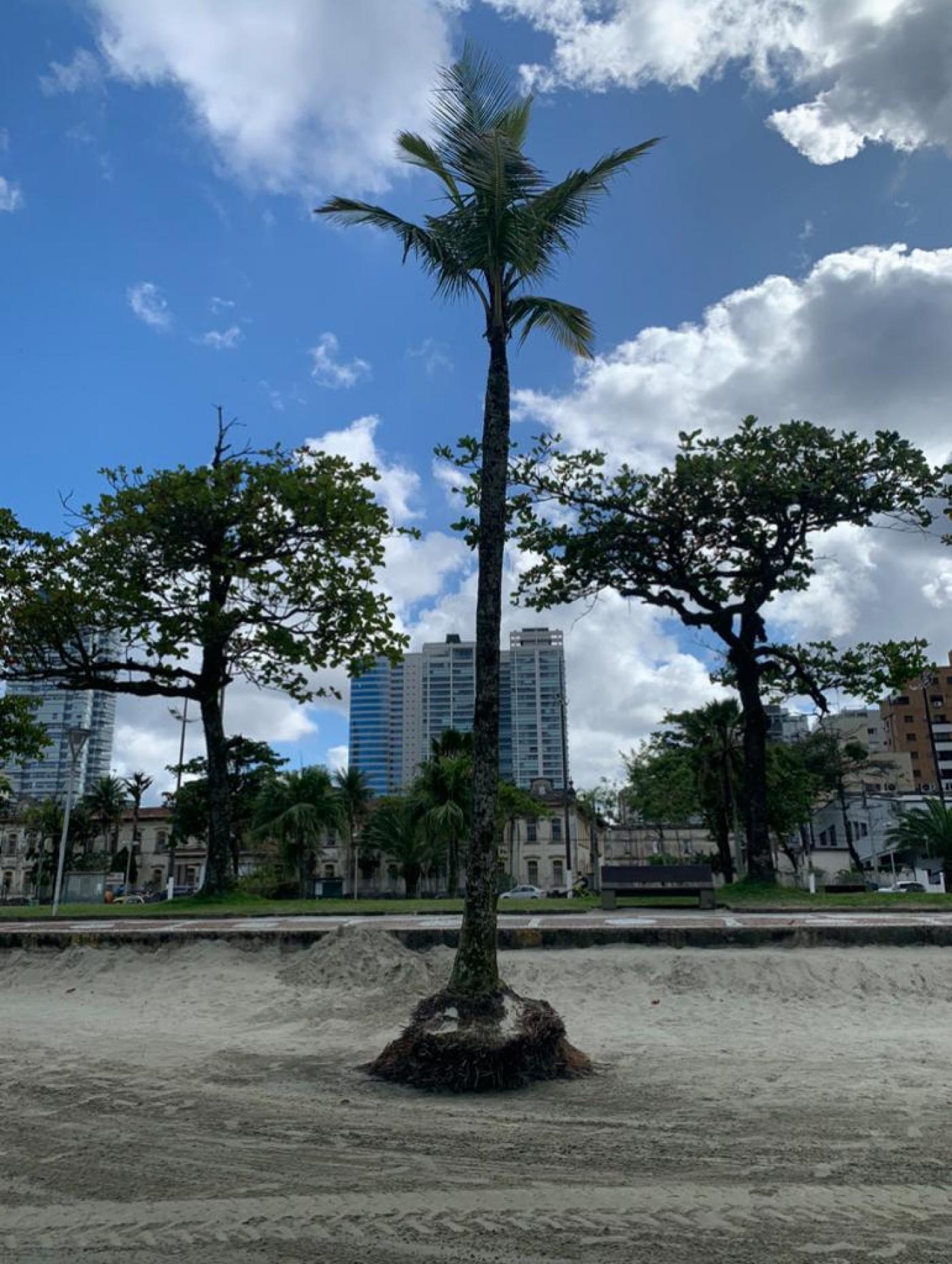 coqueiro na faixa de areia com raiz exposta. Ao fundo, o jardim da orla. #paratodosverem