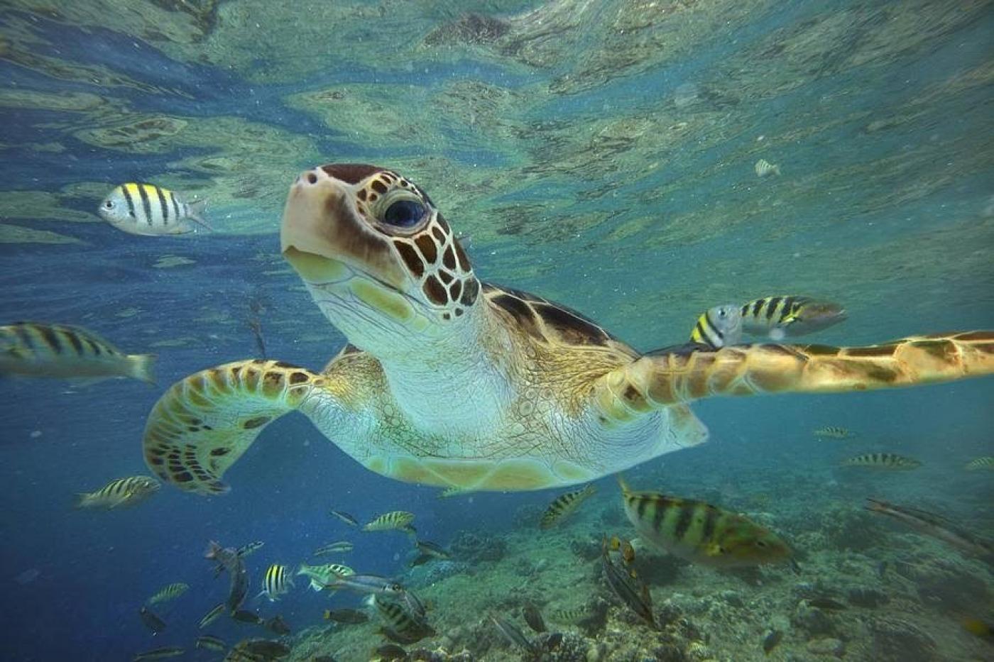 tartaruga dentro do aquário #paratodosverem