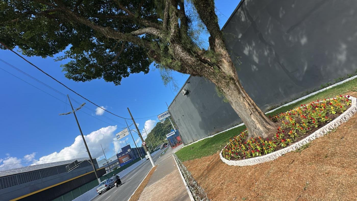 trecho de rua com árvore e canteiro gramado e florido. #paratodosverem