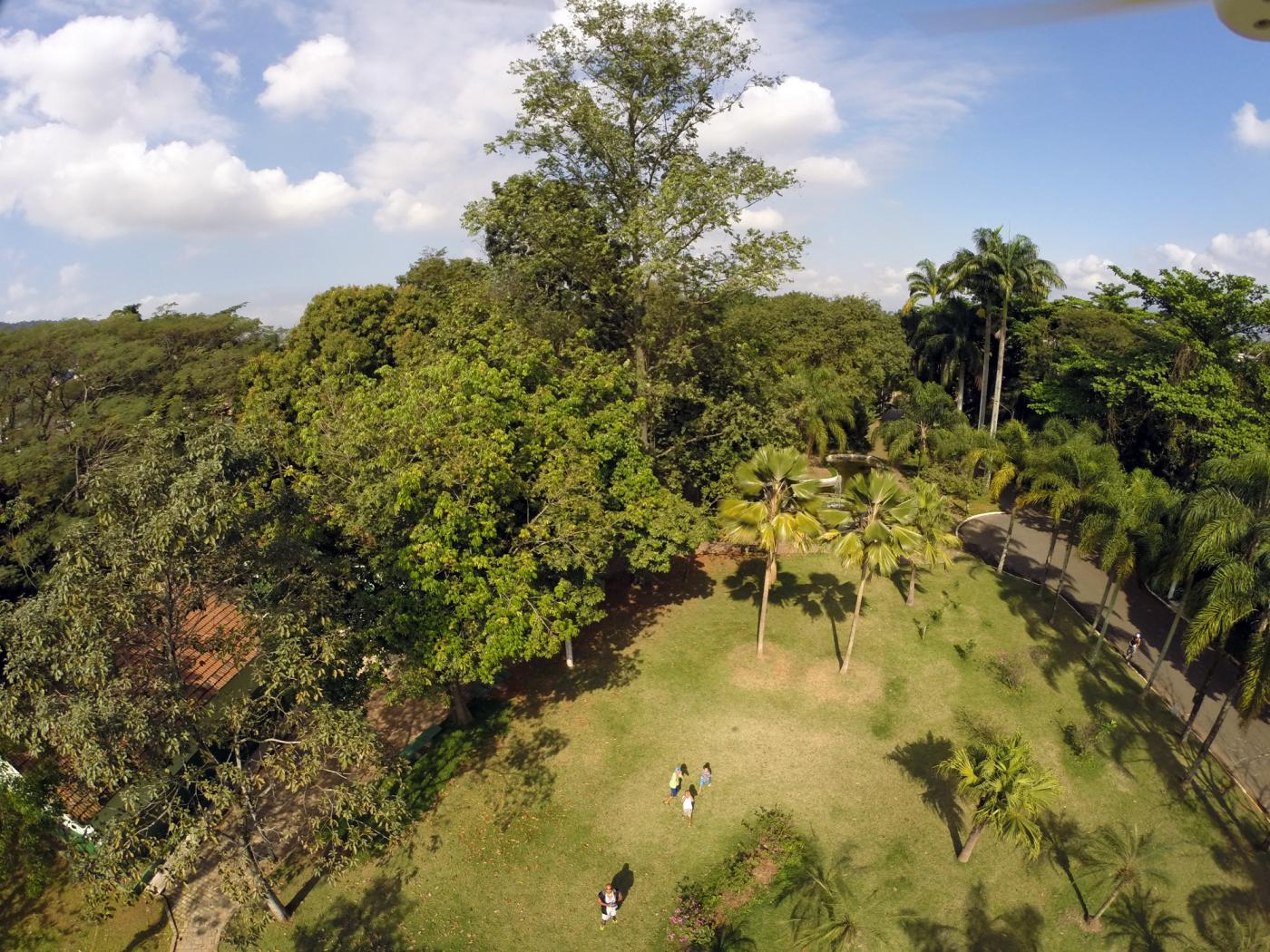 foto aérea de árvores #paratodosverem