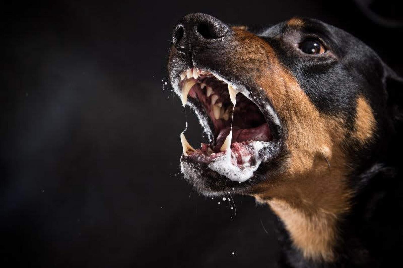 #pracegover Cão com a boca aberta demonstrando salivação excessiva