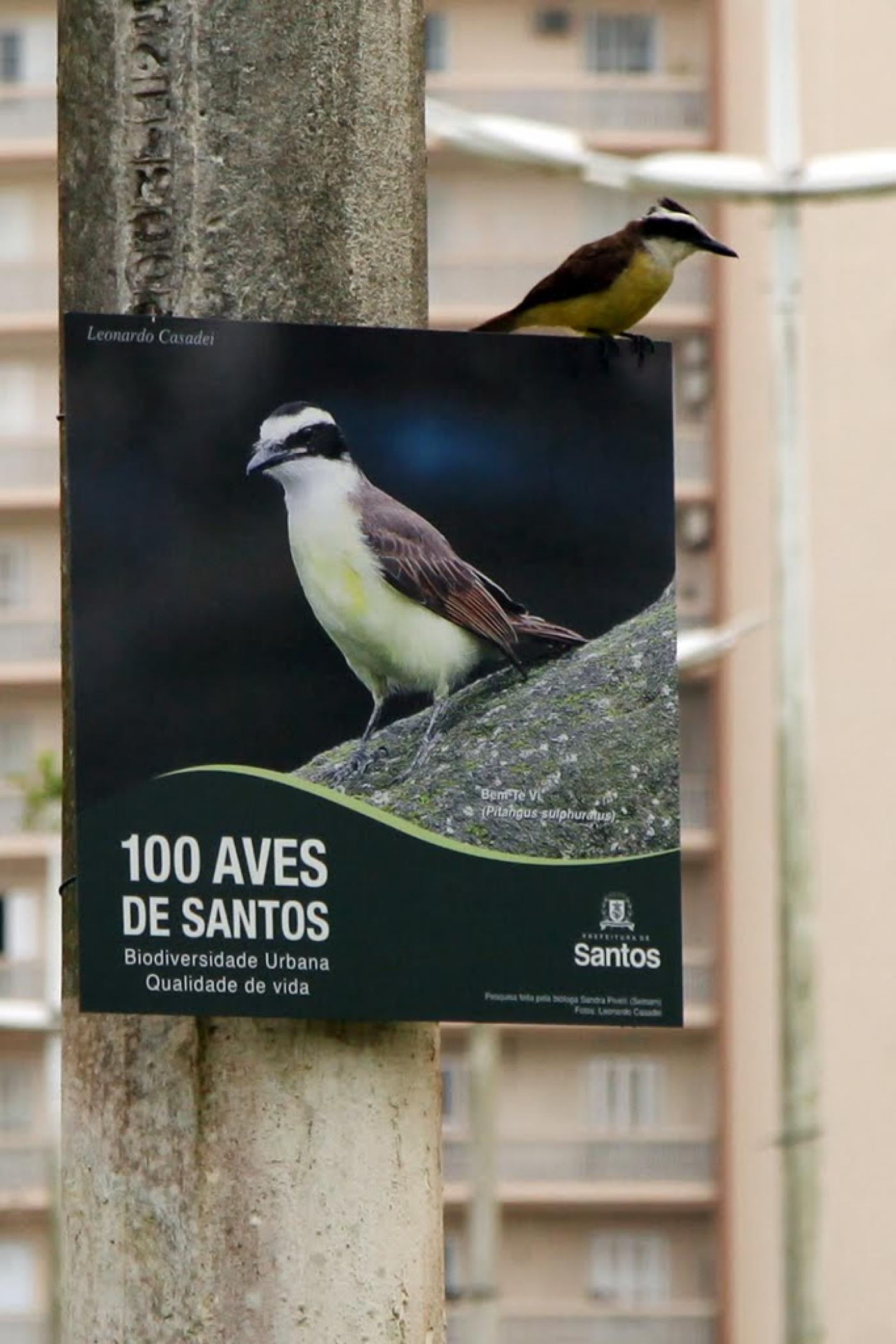 #pracegover Bem-te-vi posado sobre placa com foto de outro bem-te-vi fixada em poste