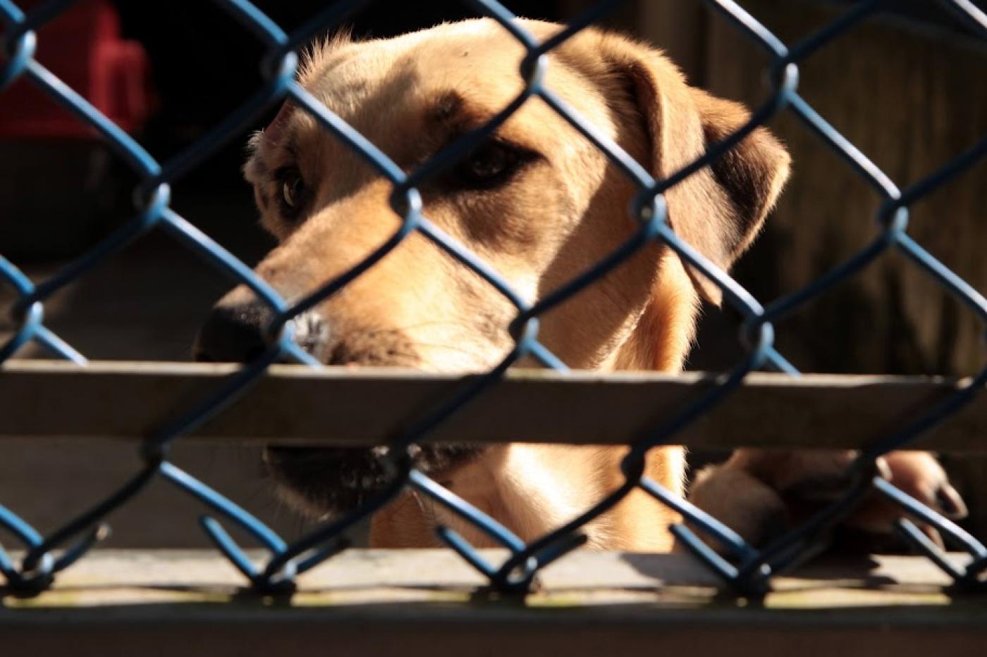 cachorro atrás de alambrado. #paratodosverem 