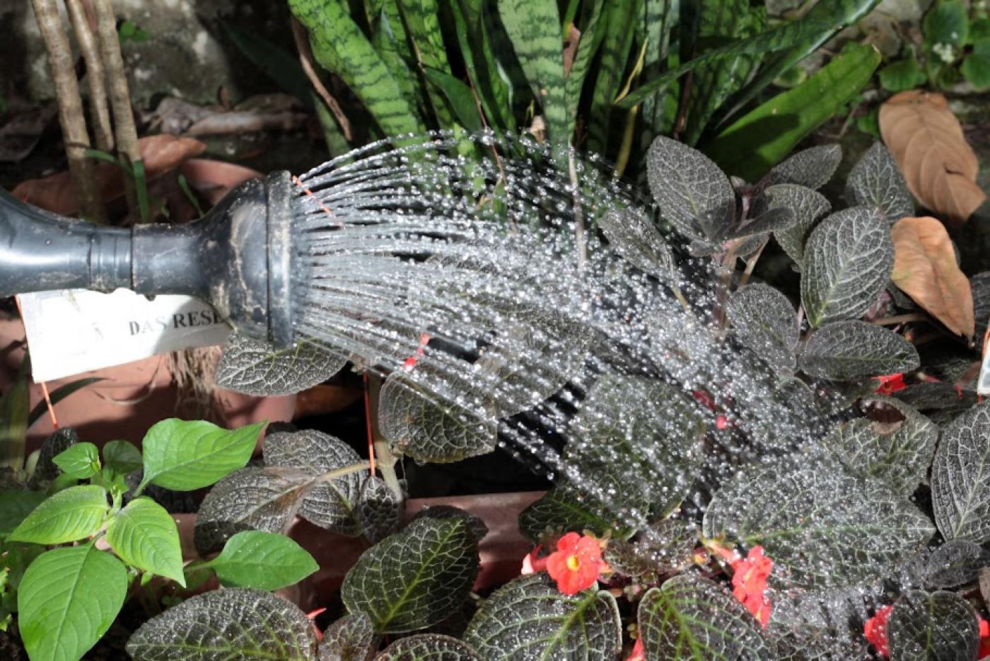 bocal de regador lança água sobre plantas. #paratodosverem 