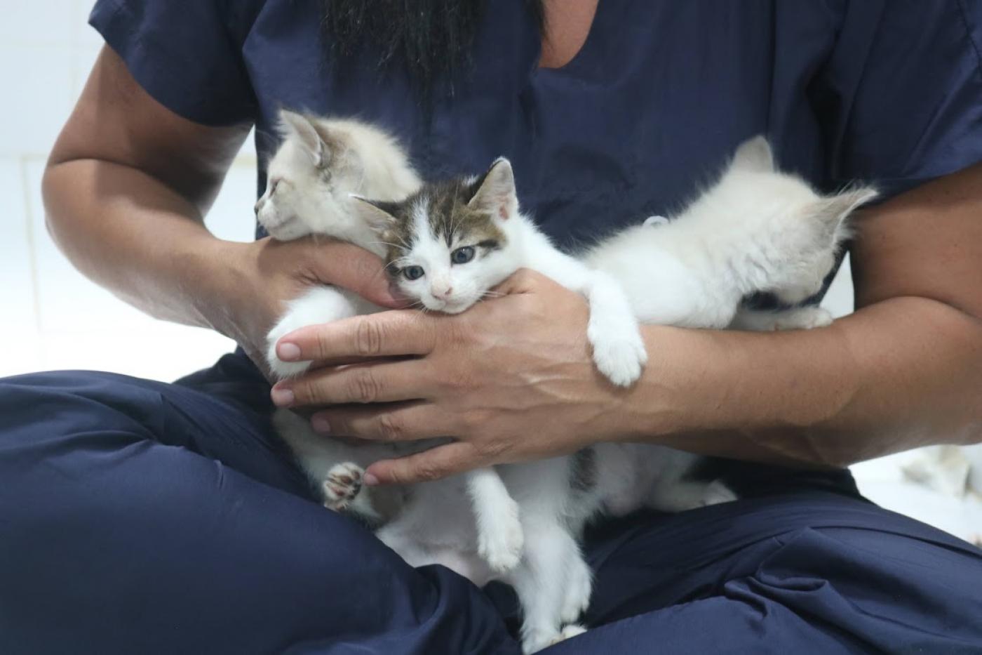 mãos seguram gatos #paratodosverem 