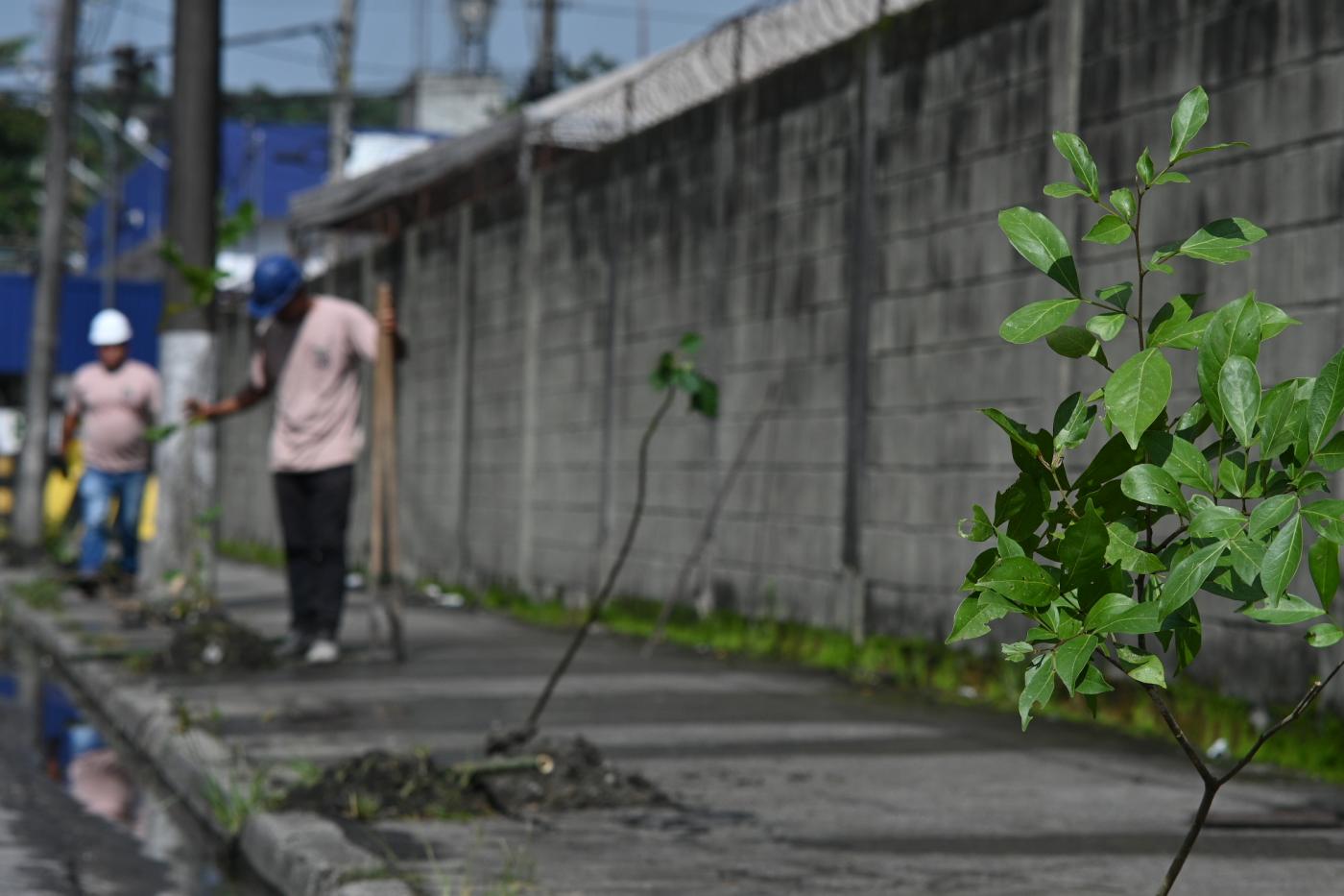 homem planta árvores em rua diante de muro. #paratodosverem 