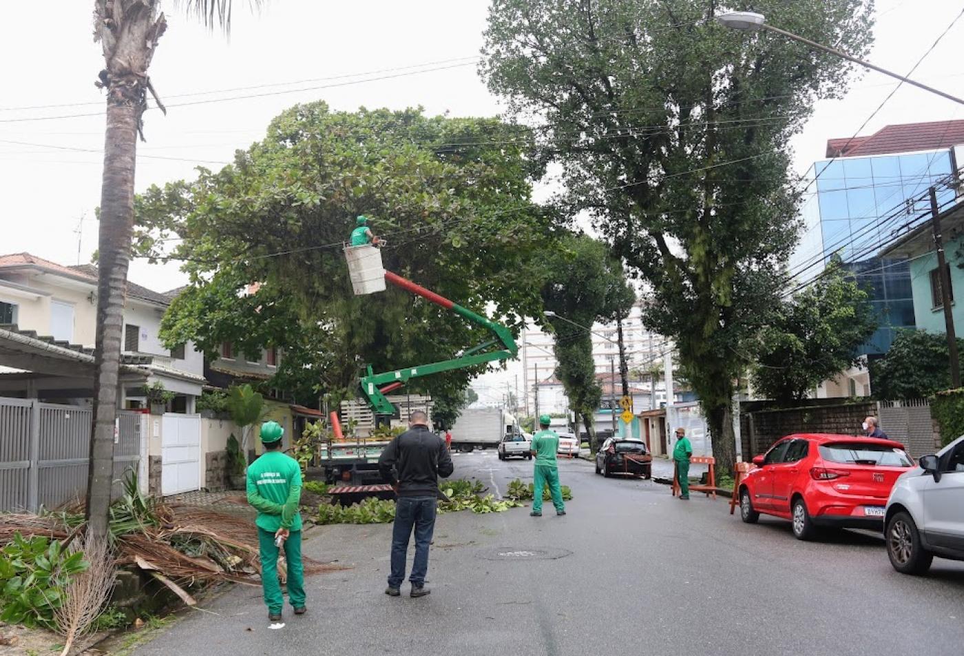 Homens fazem a poda da árvore em uma rua. #paratodosverem