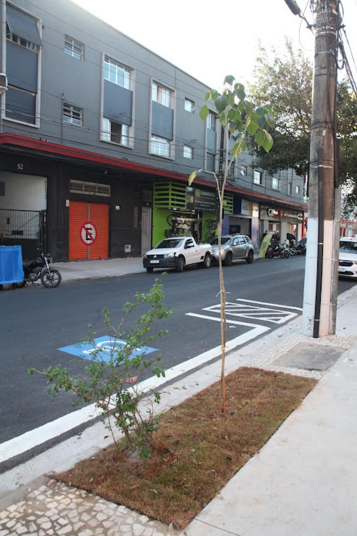 duas novas mudas plantadas #paratodosverem 