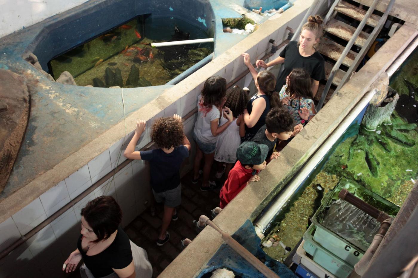 Crianças estão em um corredor observando tanques onde estão os peixes. #Pracegover